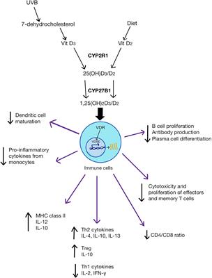 Exploring the Evidence for an Immunomodulatory Role of Vitamin D in Juvenile and Adult Rheumatic Disease